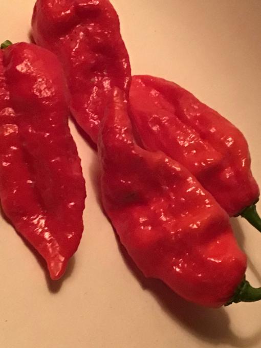 BHUT JOLOKIA OR GHOST PEPPER